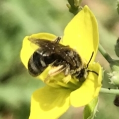 Lasioglossum (Chilalictus) sp. (genus & subgenus) at Dunlop, ACT - 4 Jan 2023