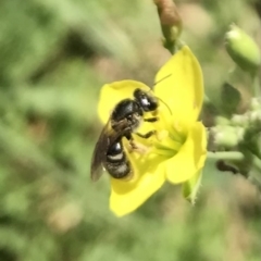 Lasioglossum (Chilalictus) sp. (genus & subgenus) at Dunlop, ACT - 4 Jan 2023 01:20 PM