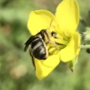 Lasioglossum (Chilalictus) sp. (genus & subgenus) at Dunlop, ACT - 4 Jan 2023 01:20 PM