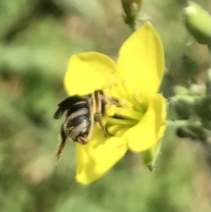 Lasioglossum (Chilalictus) sp. (genus & subgenus) at Dunlop, ACT - 4 Jan 2023 01:20 PM