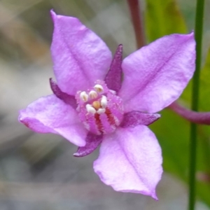 Boronia barkeriana subsp. angustifolia at Vincentia, NSW - suppressed