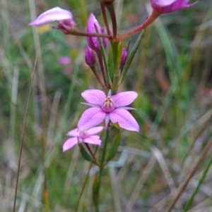 Boronia barkeriana subsp. angustifolia at Vincentia, NSW - suppressed