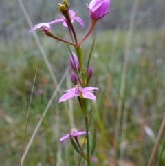 Boronia barkeriana subsp. angustifolia at Vincentia, NSW - suppressed