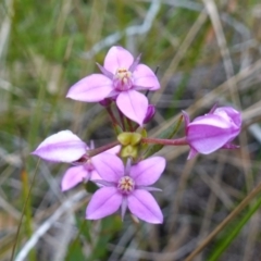 Boronia barkeriana subsp. angustifolia at Vincentia, NSW - suppressed