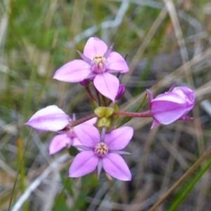 Boronia barkeriana subsp. angustifolia at Vincentia, NSW - suppressed