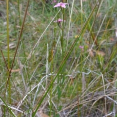 Boronia barkeriana subsp. angustifolia at Vincentia, NSW - suppressed