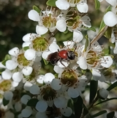 Euryglossa ephippiata (Saddleback Euryglossine Bee) at Holder, ACT - 10 Dec 2022 by Miranda