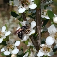 Euryglossa ephippiata (Saddleback Euryglossine Bee) at Holder Wetlands - 10 Dec 2022 by Miranda