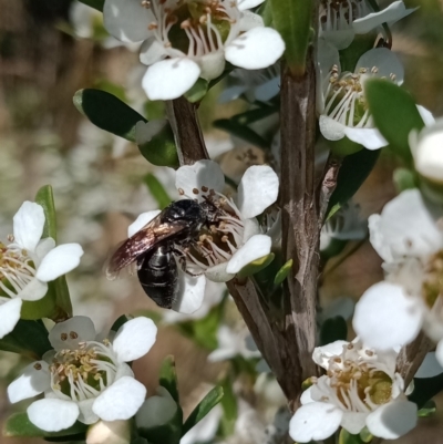 Euryglossa ephippiata (Saddleback Euryglossine Bee) at Holder Wetlands - 10 Dec 2022 by Miranda