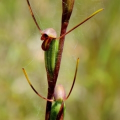Orthoceras strictum (Horned Orchid) at Wingecarribee Local Government Area - 1 Jan 2023 by Snowflake