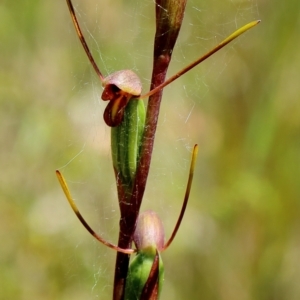 Orthoceras strictum at Woodlands, NSW - 1 Jan 2023