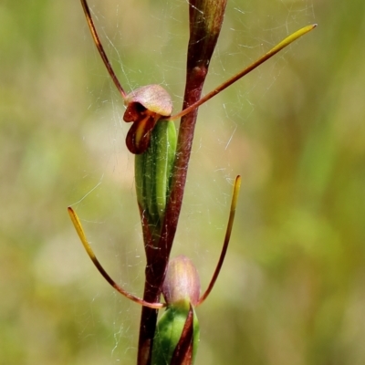 Orthoceras strictum (Horned Orchid) at Wingecarribee Local Government Area - 1 Jan 2023 by Snowflake