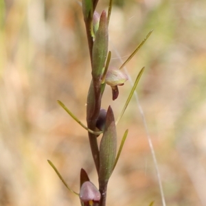 Orthoceras strictum at Woodlands, NSW - 1 Jan 2023