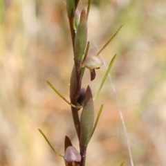 Orthoceras strictum at Woodlands, NSW - 1 Jan 2023