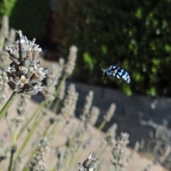 Thyreus caeruleopunctatus (Chequered cuckoo bee) at Garran, ACT - 19 Mar 2014 by Miranda