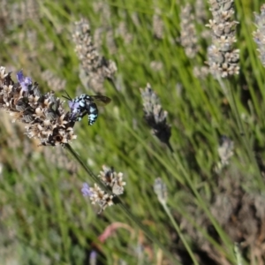 Thyreus caeruleopunctatus at Garran, ACT - 19 Mar 2014 05:34 PM