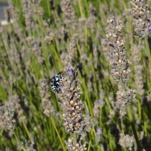 Thyreus caeruleopunctatus at Garran, ACT - 19 Mar 2014