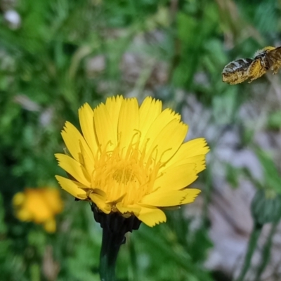 Lasioglossum (Chilalictus) sp. (genus & subgenus) (Halictid bee) at Holder, ACT - 25 Nov 2022 by Miranda