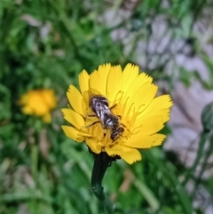 Lasioglossum (Chilalictus) sp. (genus & subgenus) at Holder, ACT - 25 Nov 2022