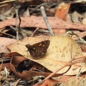 Toxidia doubledayi at Tallong, NSW - 1 Jan 2023 09:32 AM