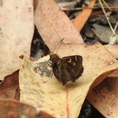 Toxidia doubledayi at Tallong, NSW - 1 Jan 2023