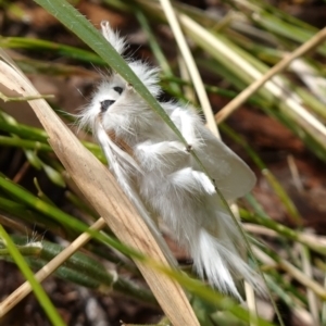 Trichiocercus sparshalli at Vincentia, NSW - 4 Nov 2022