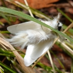 Trichiocercus sparshalli at Vincentia, NSW - 4 Nov 2022