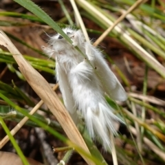 Trichiocercus sparshalli at Vincentia, NSW - 4 Nov 2022