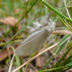 Trichiocercus sparshalli at Vincentia, NSW - 4 Nov 2022