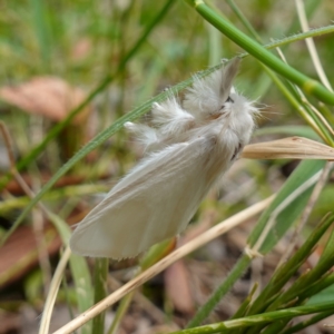 Trichiocercus sparshalli at Vincentia, NSW - suppressed