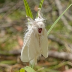 Trichiocercus sparshalli at Vincentia, NSW - 4 Nov 2022