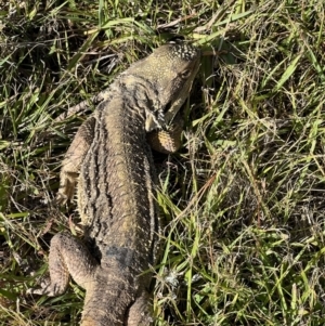 Pogona barbata at Murrumbateman, NSW - 2 Jan 2023