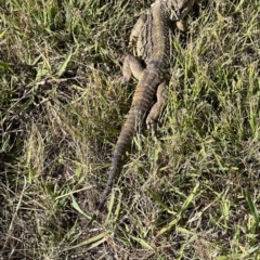 Pogona barbata at Murrumbateman, NSW - suppressed