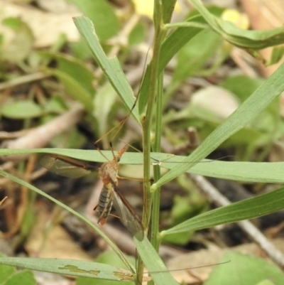 Leptotarsus (Leptotarsus) sp.(genus) (A Crane Fly) at Tallong, NSW - 1 Jan 2023 by GlossyGal