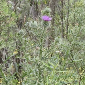 Cirsium vulgare at Tallong, NSW - 1 Jan 2023