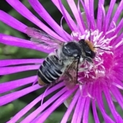 Megachile (Eutricharaea) maculariformis (Gold-tipped leafcutter bee) at Dunlop, ACT - 4 Jan 2023 by JR