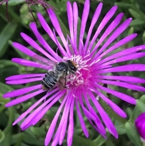 Megachile (Eutricharaea) maculariformis at Dunlop, ACT - 4 Jan 2023