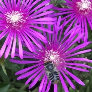 Megachile (Eutricharaea) maculariformis at Dunlop, ACT - 4 Jan 2023