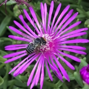 Megachile (Eutricharaea) maculariformis at Dunlop, ACT - 4 Jan 2023