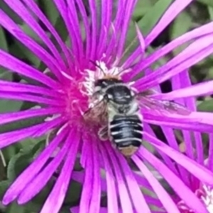 Megachile (Eutricharaea) maculariformis at Dunlop, ACT - 4 Jan 2023