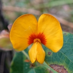 Platylobium formosum (Handsome Flat Pea) at Jervis Bay National Park - 4 Nov 2022 by RobG1