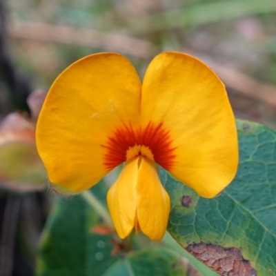 Platylobium formosum (Handsome Flat Pea) at Jervis Bay National Park - 4 Nov 2022 by RobG1