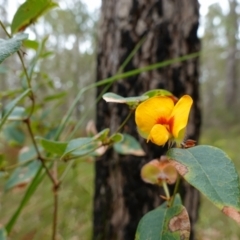 Platylobium formosum at Vincentia, NSW - suppressed