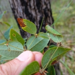 Platylobium formosum at Vincentia, NSW - suppressed