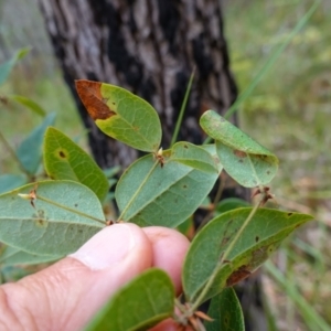 Platylobium formosum at Vincentia, NSW - suppressed
