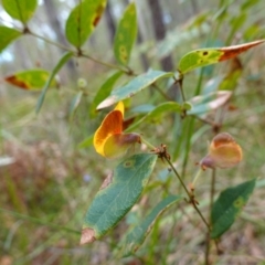 Platylobium formosum at Vincentia, NSW - suppressed