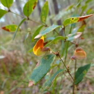 Platylobium formosum at Vincentia, NSW - suppressed