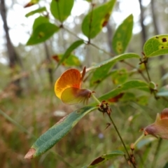 Platylobium formosum at Vincentia, NSW - suppressed
