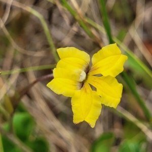 Goodenia hederacea at Campbell, ACT - 4 Jan 2023