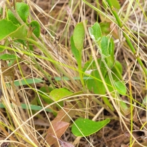 Goodenia hederacea at Campbell, ACT - 4 Jan 2023